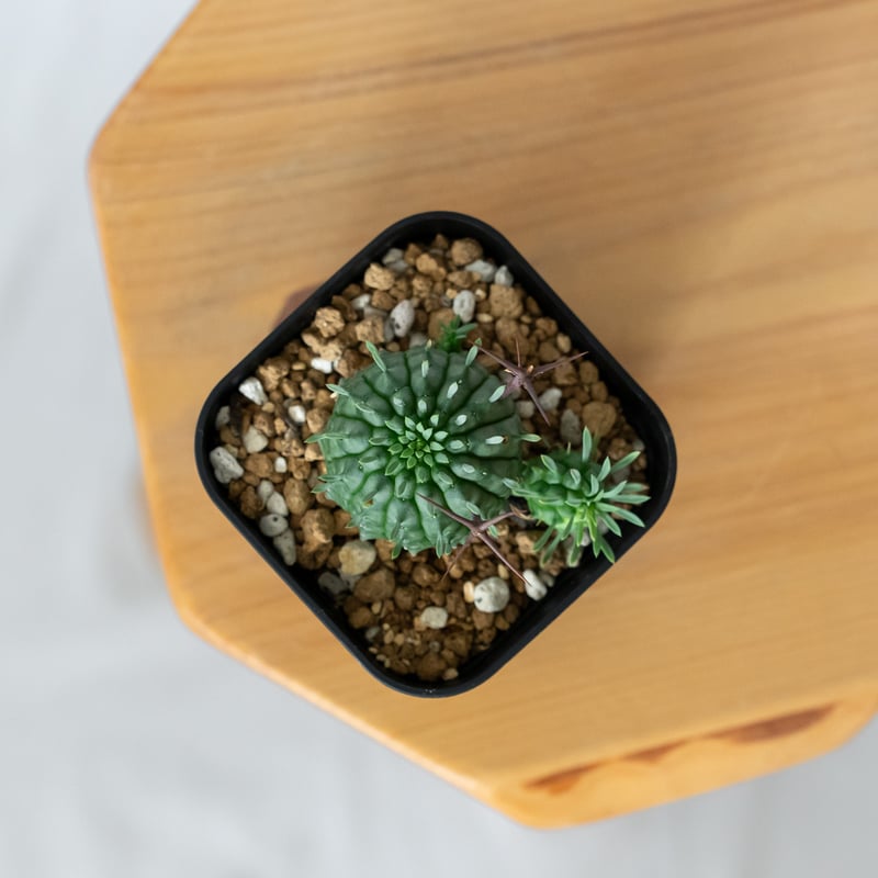 ユーフォルビア 群星冠 実生 Euphorbia stellispina 多肉植物 珍奇植物
