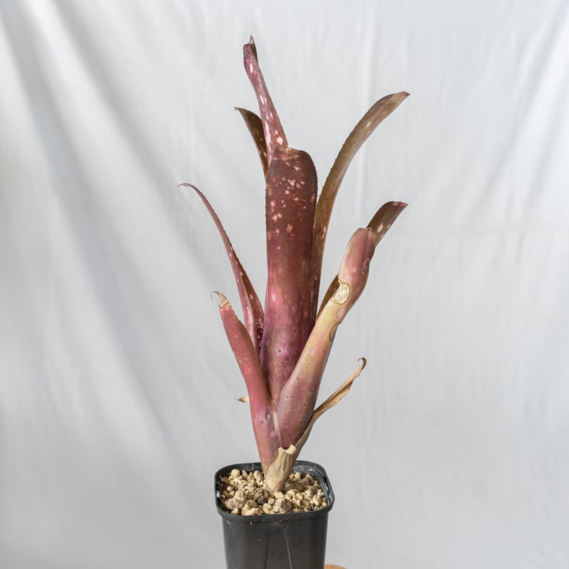 ビルベルギア ハレルヤ billbergia Hallelujah タンクブロメリア