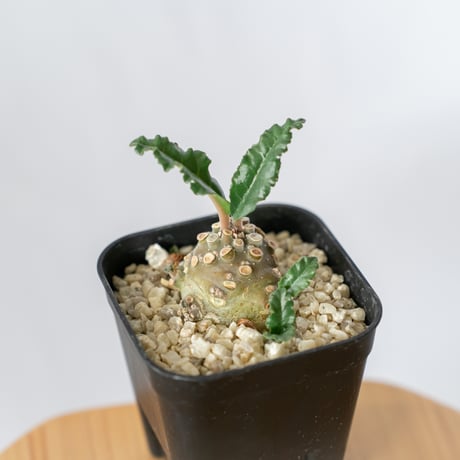 ドルステニア・dorstenia | 塊根植物・コーディックス・多肉植物