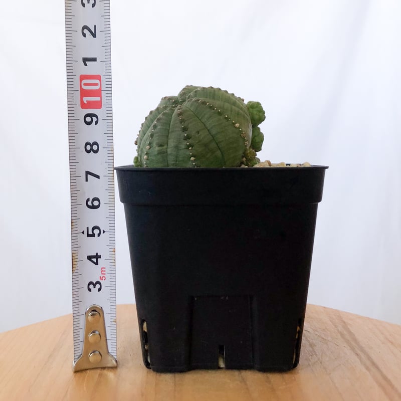 ユーフォルビア 仔吹きシンメトリカ Euphorbia symmetrica オベサ 多肉