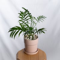 テーブルヤシ 鉢セット Parlor palm 観葉植物 多肉植物 インテリアグリーン 静岡 ANTIDOTE 通販 S1303