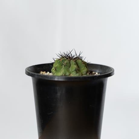 コピアポア 黒王丸 実生 Copiapoa cinerea サボテン 多肉植物 珍奇植物 静岡 ANTIDOTE 通販 S780