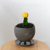 ギムノカリキウム ヒボタン 緋牡丹 鉢セット サボテン 多肉植物 観葉植物 インテリアグリーン 静岡 ANTIDOTE 通販 S877