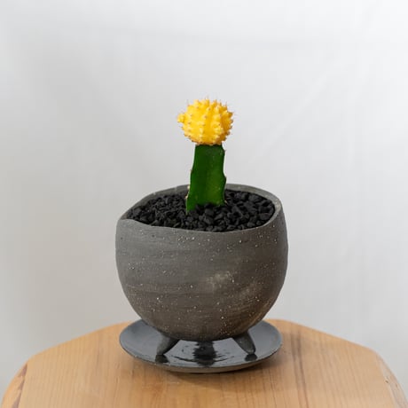 ギムノカリキウム ヒボタン 緋牡丹 鉢セット サボテン 多肉植物 観葉植物 インテリアグリーン 静岡 ANTIDOTE 通販 S877