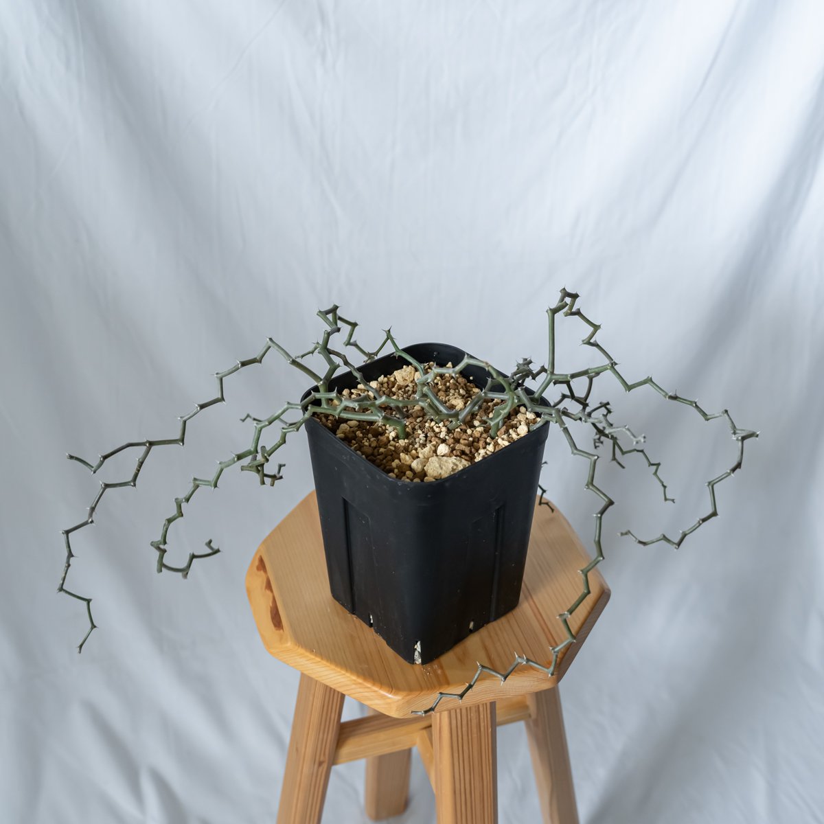 デカリア マダガスカリエンシス ジグザグの木 Decarya madagascariensis