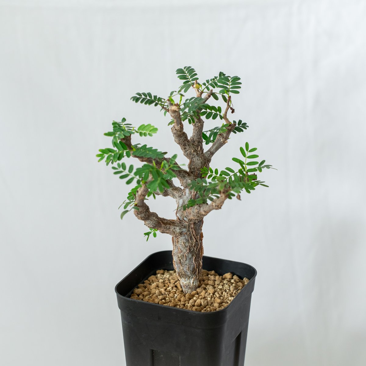 センナ メリディオナリス　Senna meridionalis 灌木コーデックス センナ メリディオナリス Senna meridionalis コーデックス 塊根植物