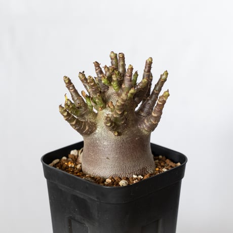 アデニウム アラビカム ブラックスキン Adenium Arabicum Black Skin 塊根植物 コーデックス 珍奇植物 多肉植物 静岡 ANTIDOTE 通販 S1512
