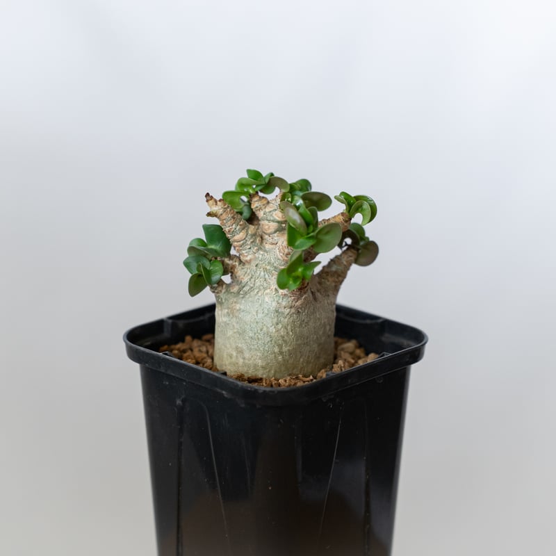 アデニウム アラビカム ドーセットホーン 獅子葉 Adenium Arabicum