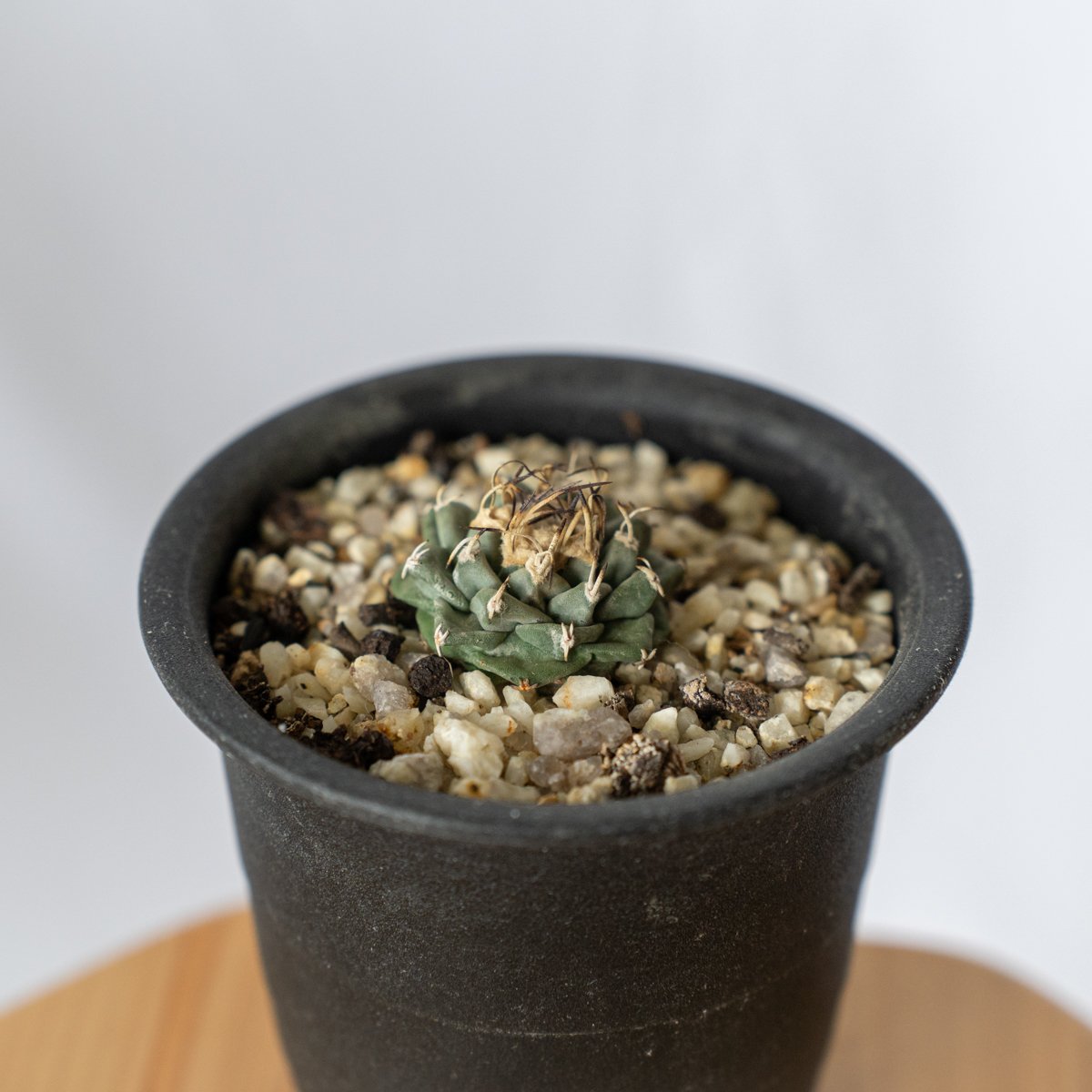 ツルビニカルプス アロンソイ Turbinicarpus alonsoi サボテン 多肉