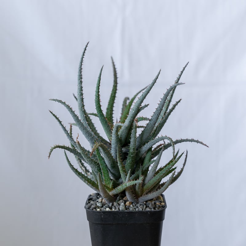 アロエ カスティロニアエ × パルブラ Aloe hybrid A.castilloniae