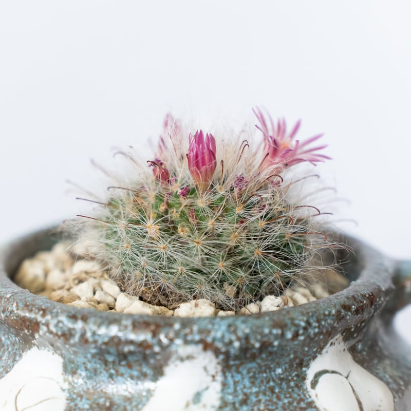 マミラリア グラッシー 鉢セット Mammillaria glassii サボテン 多肉