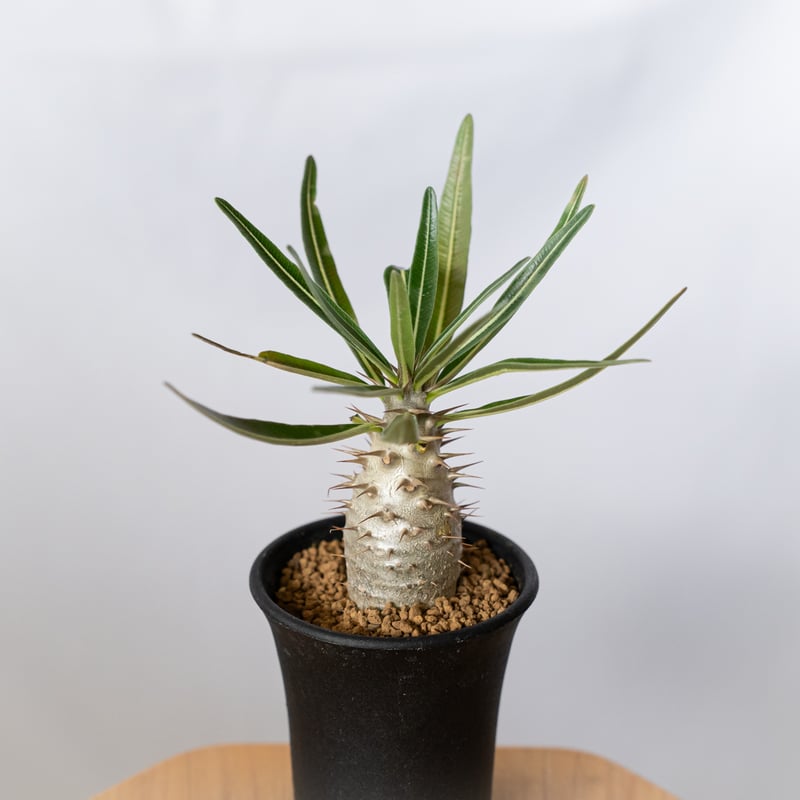 パキポディウム グラキリス 実生 pachypodhium Gracilius 塊根植物 コー