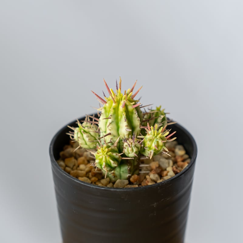 ユーフォルビア エノプラ 紅彩閣 激レアフォルム 鉢付き ユーフォルビア 紅彩閣錦 エノプラ 斑入り Euphorbia enopla