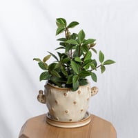 ペペロミア プテオラータ 鉢セット Peperomia puteolata 多肉植物 観葉植物 静岡 ANTIDOTE 通販 S1306