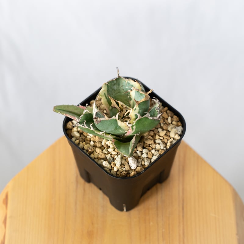 アガベ チタノタ 白鯨 白覆輪 白鯨錦 TC株 Agave titanota White