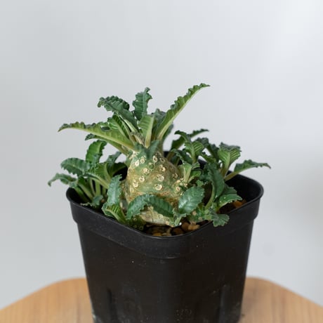 ドルステニア ラブラニー 実生 Dorstenia Dorstenia lavrani 塊根植物 コーデックス 多肉植物 珍奇植物 静岡 ANTIDOTE 通販 S1458