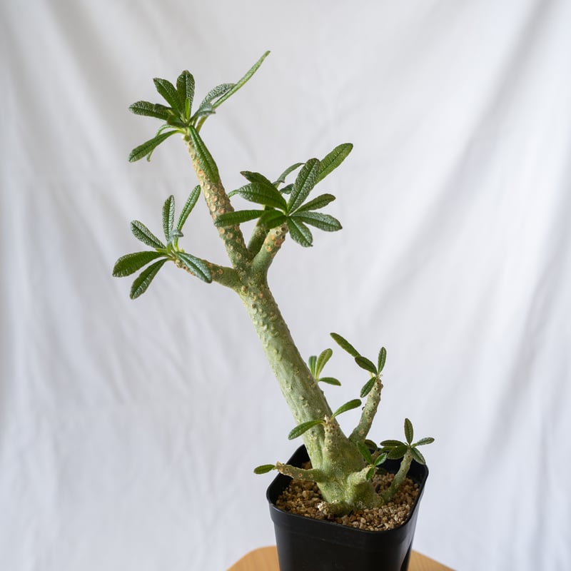 ドルステニア ギガス Dorstenia gigas 挿木 cutting 発根済 塊根