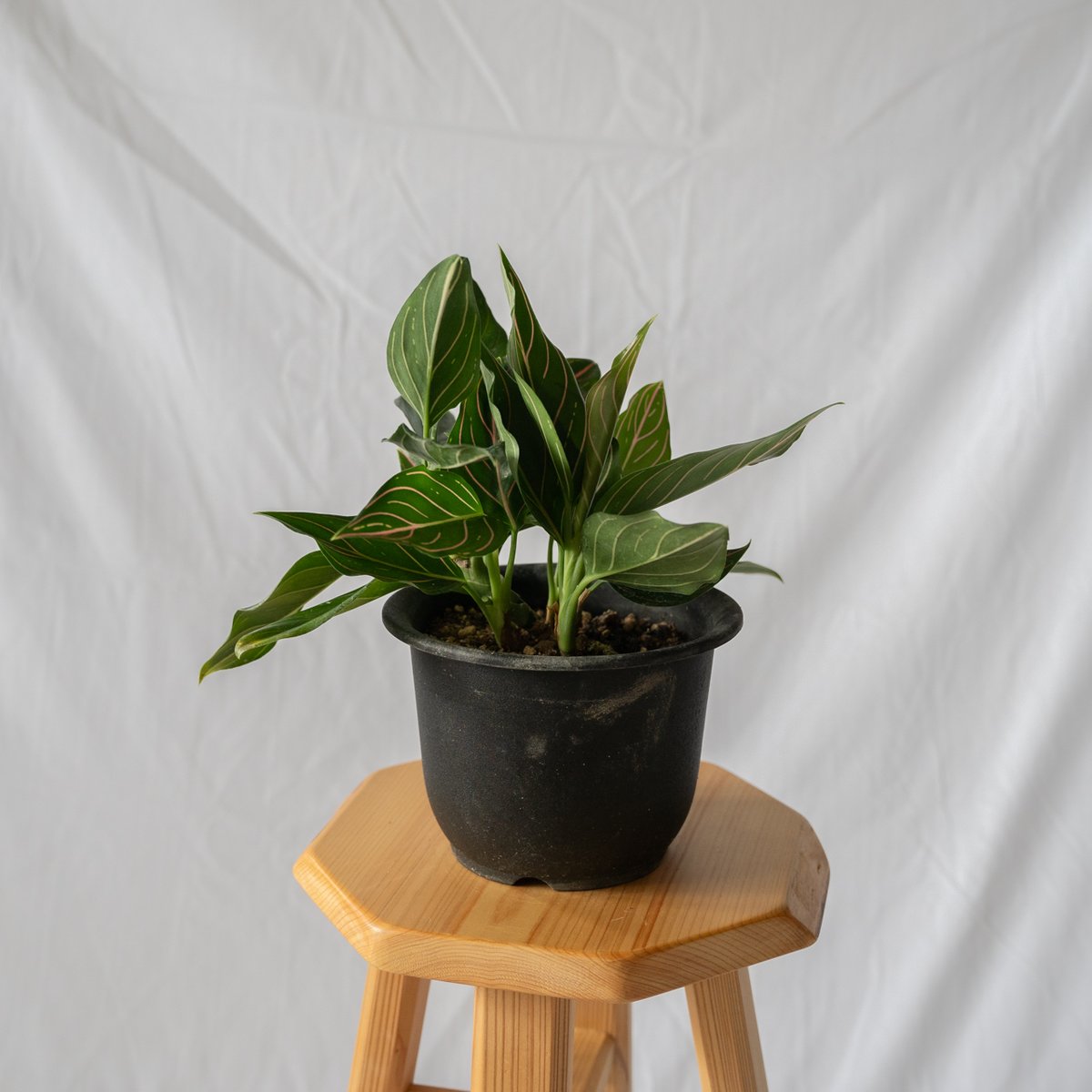 アグラオネマ ロタンダム aglaonema 観葉植物 静岡 ANTIDOTE 通販 S44