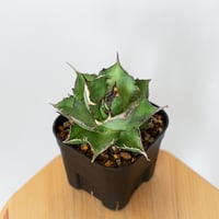 アガベ チタノタ ハデス OC株 美株 agave titanota hades 多肉植物 珍奇植物 静岡 通販 ANTIDOTE S646