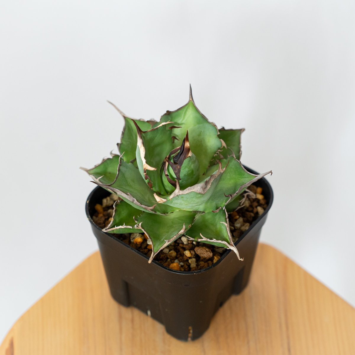 アガベ　チタノタ　ハデス　大きめ子株付き アガベ チタノタ ハデス OC株 美株【発根管理中】agave titanota