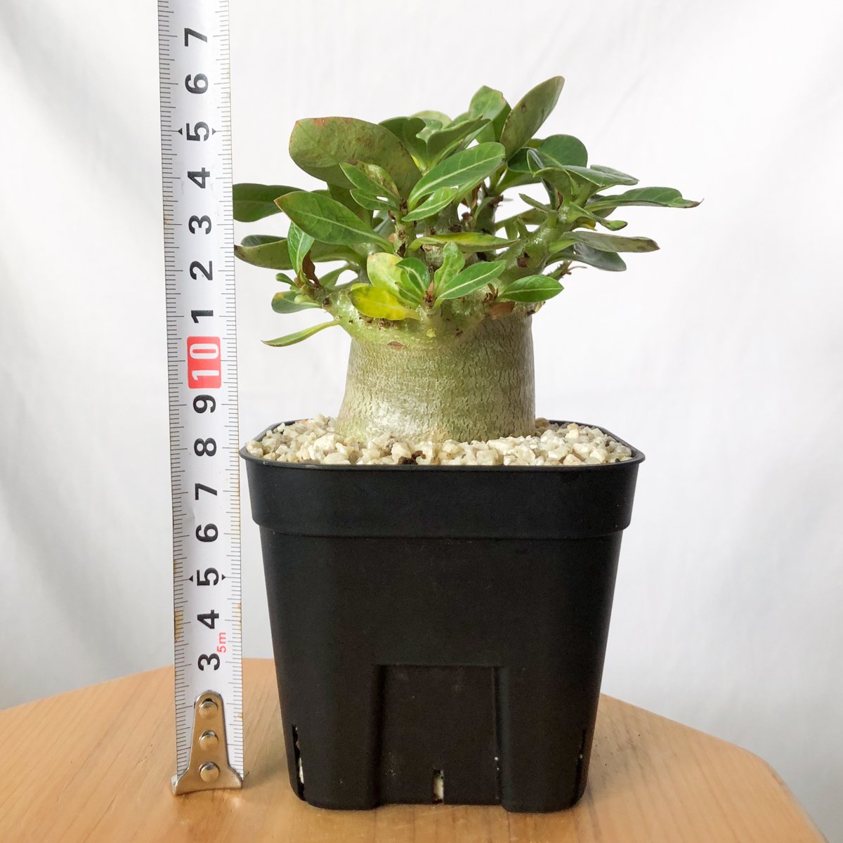 アデニウム アラビカム モンスター Adenium Arabicum Monster 塊根植物
