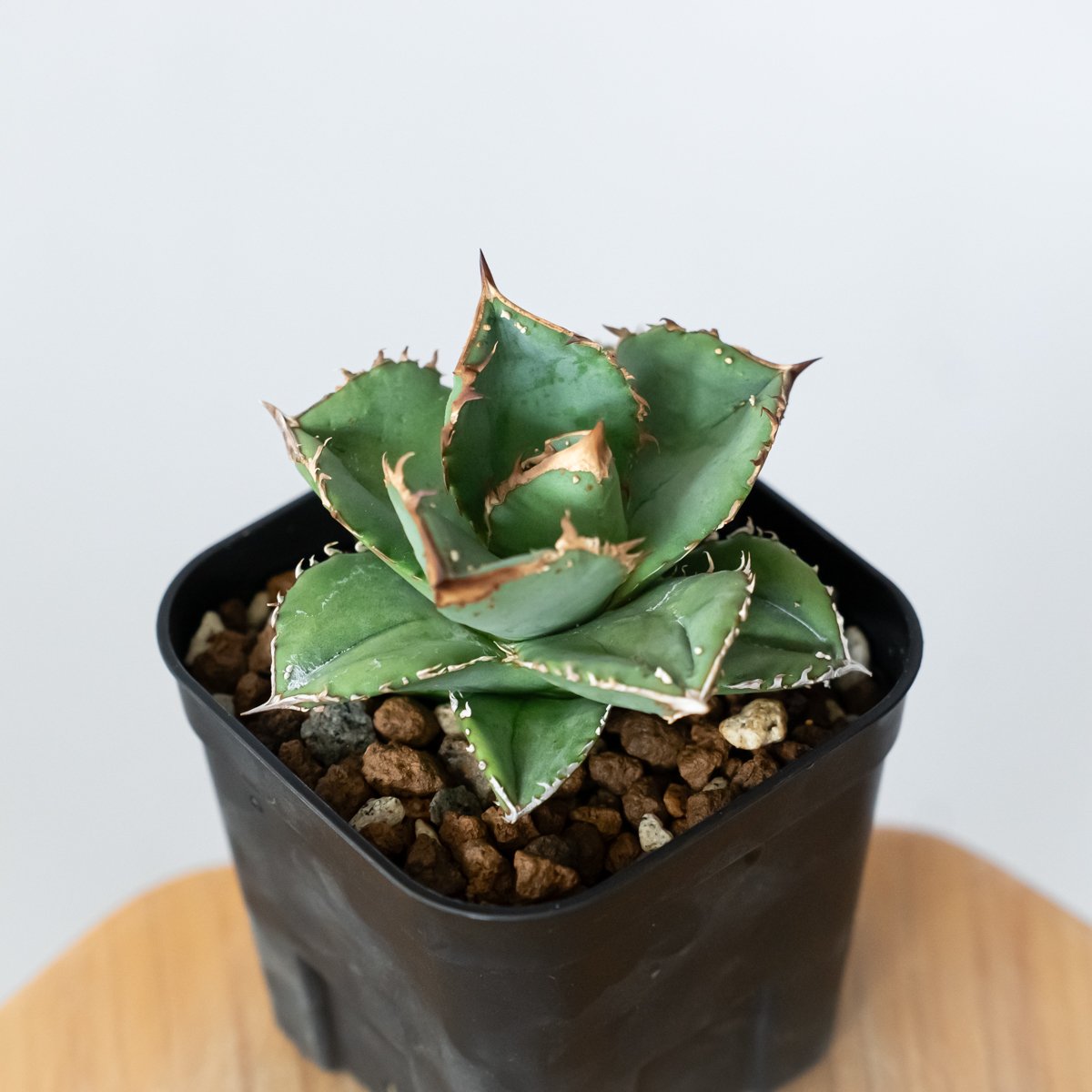 アガベ チタノタ 鰐亀 ワニガメ【発根管理中】TC株 Agave titanota