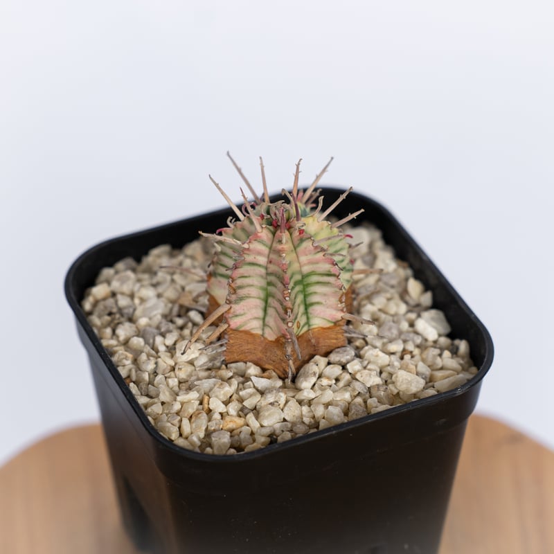 ユーフォルビア メロフォルミス錦 Euphorbia meloformis 多肉植物 珍奇