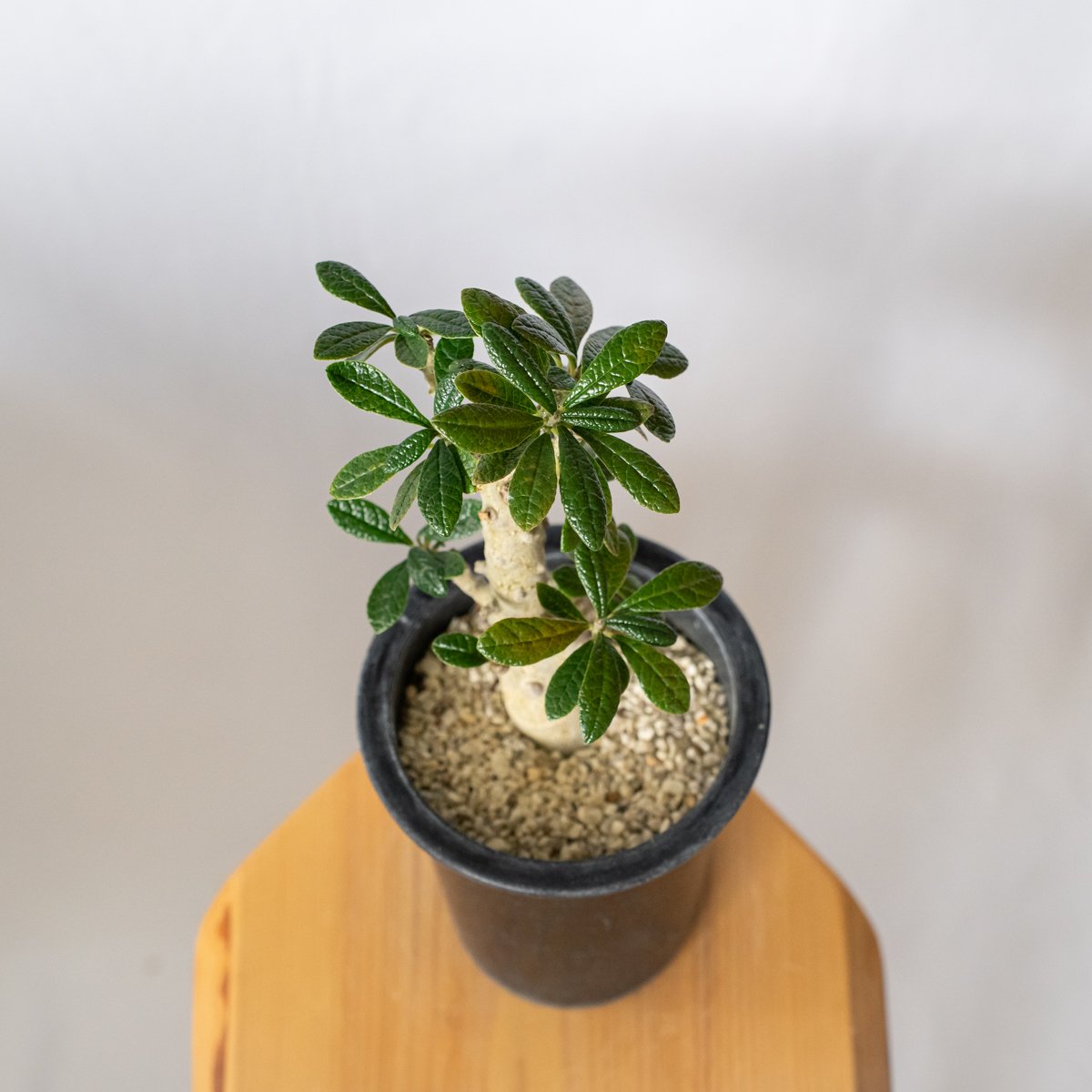 ドルステニア ギガス Dorstenia gigas 実生 塊根植物 多肉植物 珍奇
