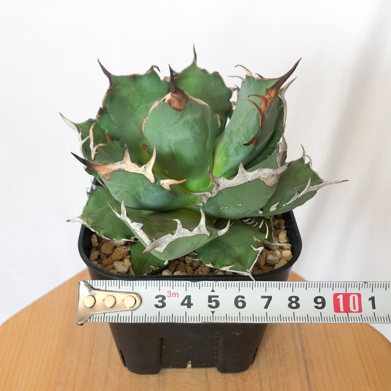 アガベ チタノタ 姫厳竜 OC株 Agave titanota 発根管理中 多肉植物