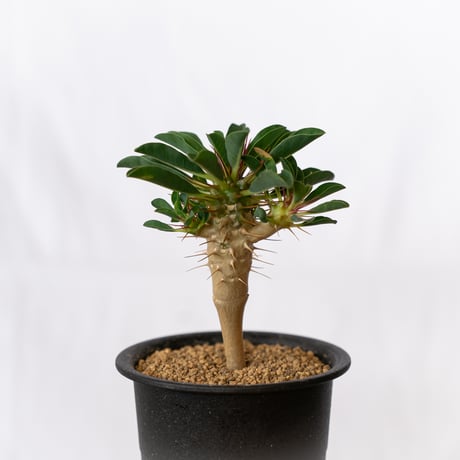 ギラウミニアナ | STORES