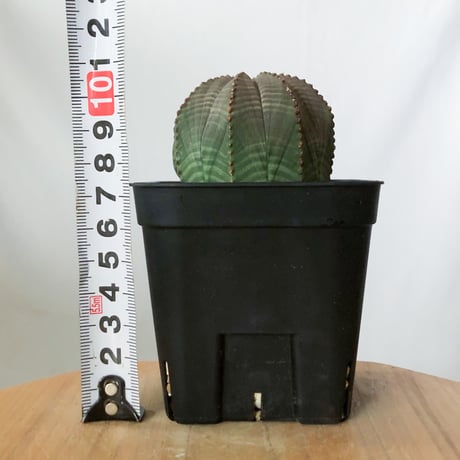ユーフォルビア オベサ 実生 Euphorbia obesa 多肉植物 珍奇植物 静岡 ANTIDOTE 通販 S1488
