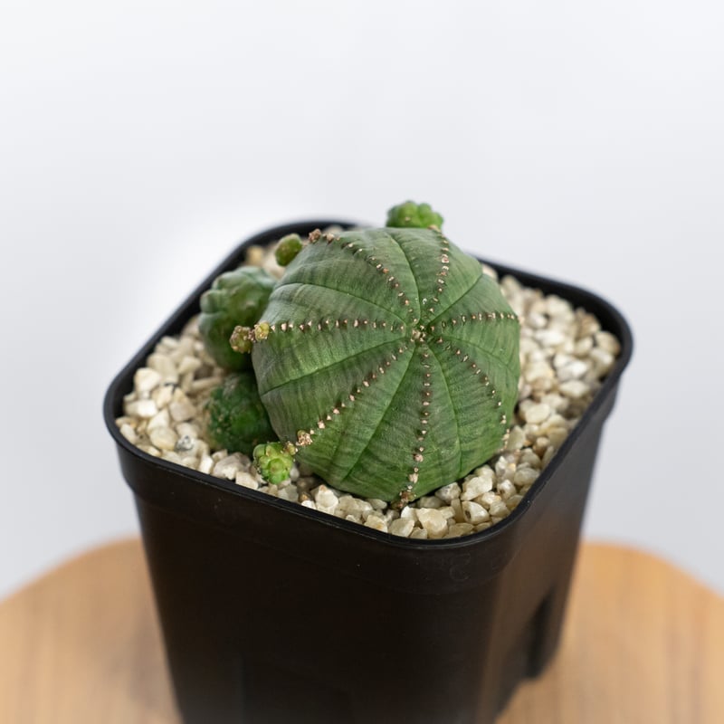 ユーフォルビア 仔吹きシンメトリカ Euphorbia symmetrica オベサ 多肉