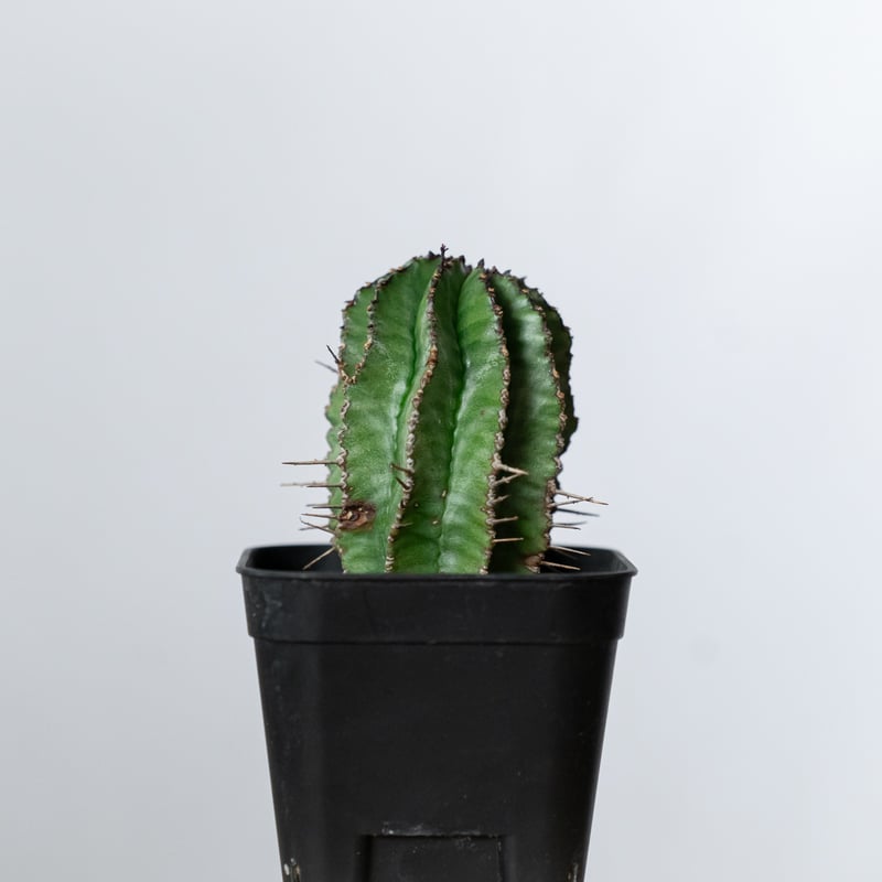 ユーフォルビア ホリダ 実生 Euphorbia horrida 多肉植物 珍奇植物 ANTI