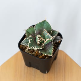 アガベ_SAD縞斑 アガベ・チタノタ 縞斑（Agave titanota f.variegata） – ゆるぷ