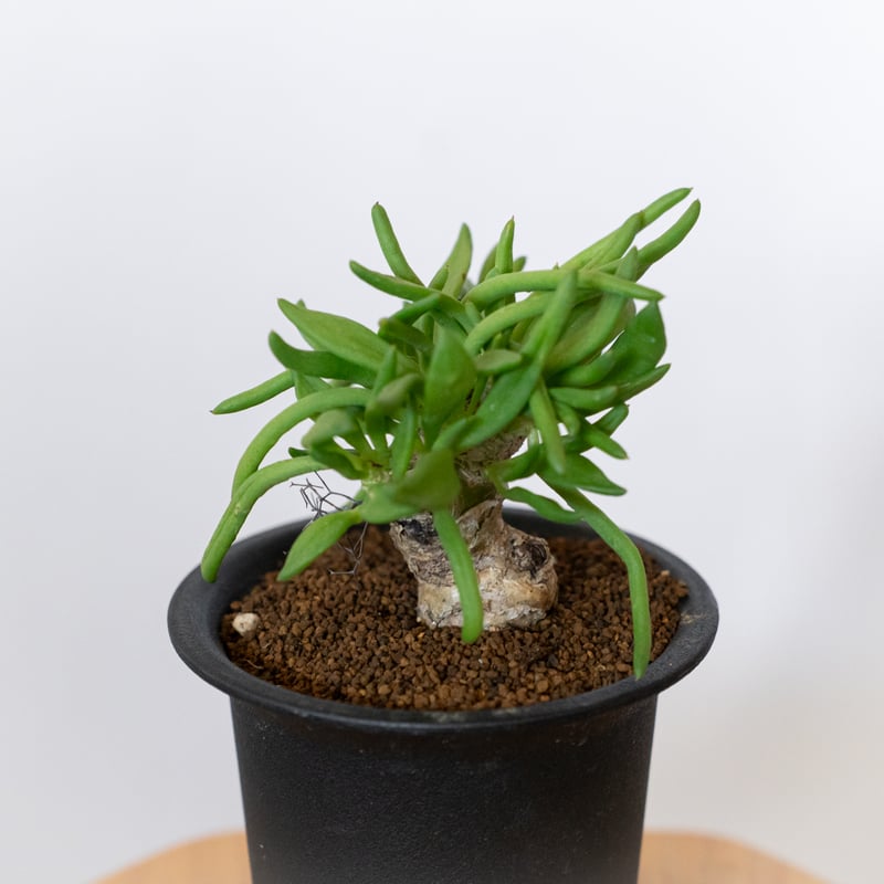 万物想 チレコドン レティキュラーツス 実生 Tylecodon reticulatus