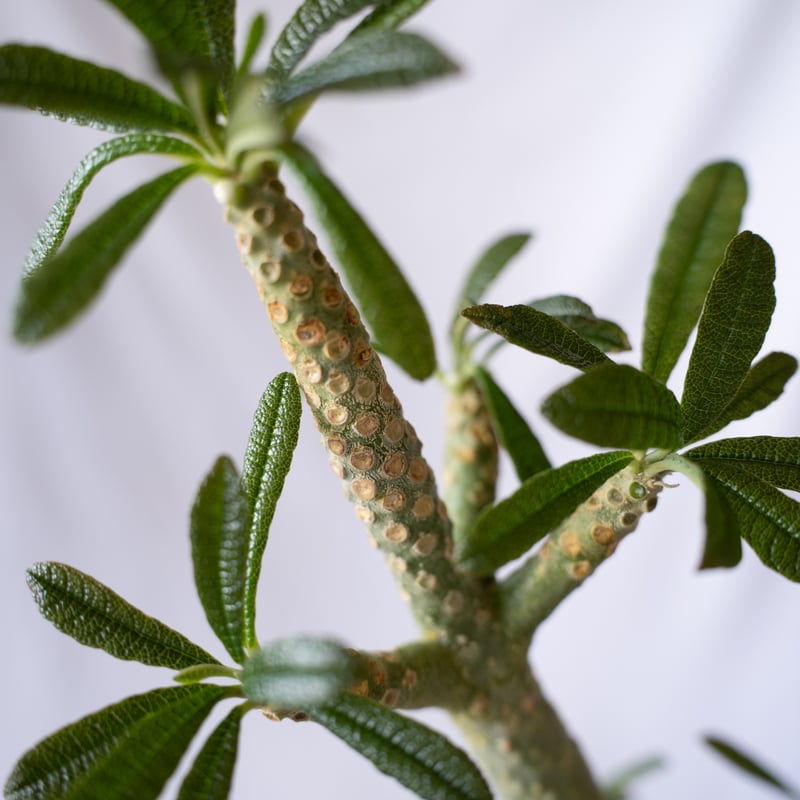 ドルステニア ギガス Dorstenia gigas 挿木 cutting 発根済 塊根植物多
