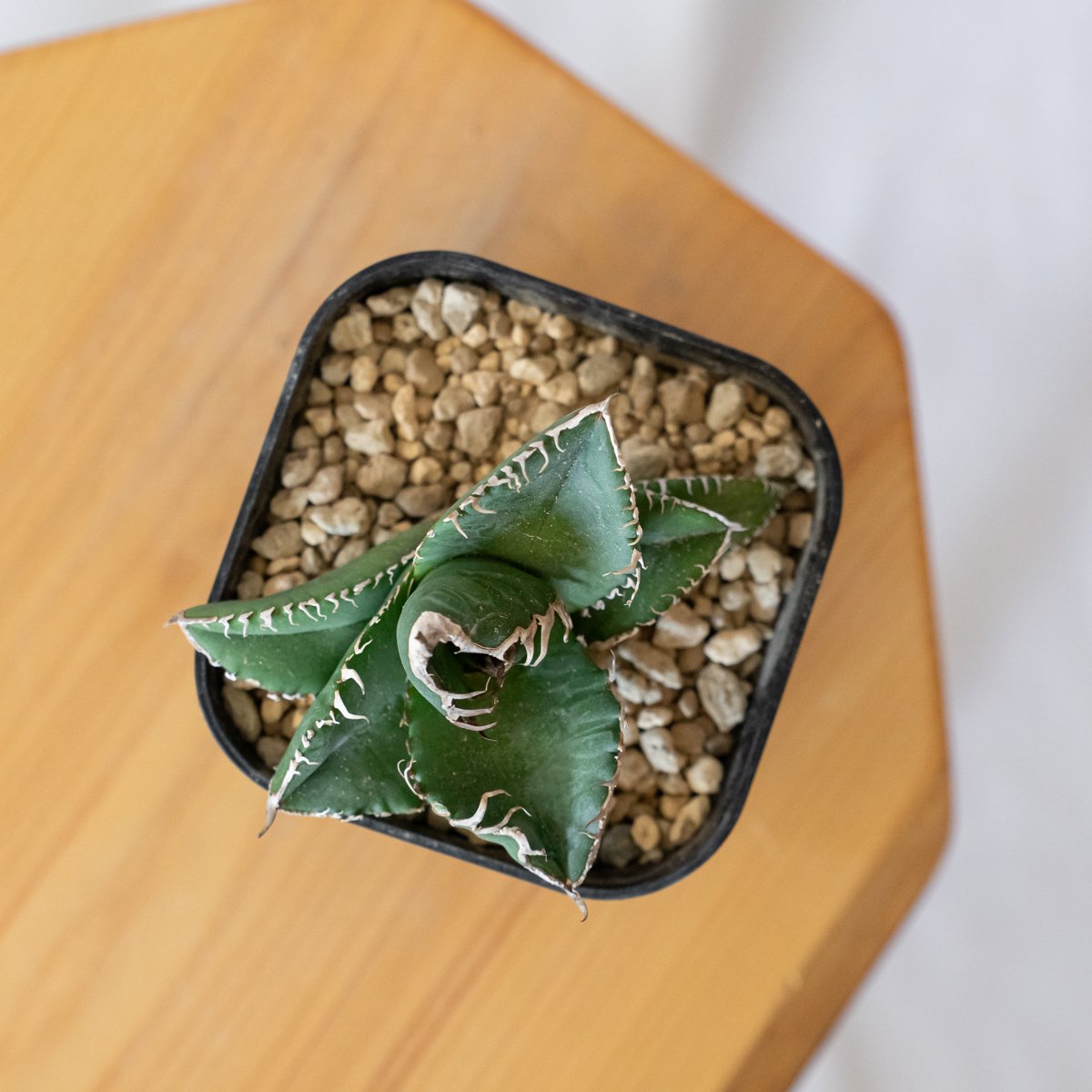 アガベ チタノタ 悪魔くん【発根管理中】TC株 Agave titanota