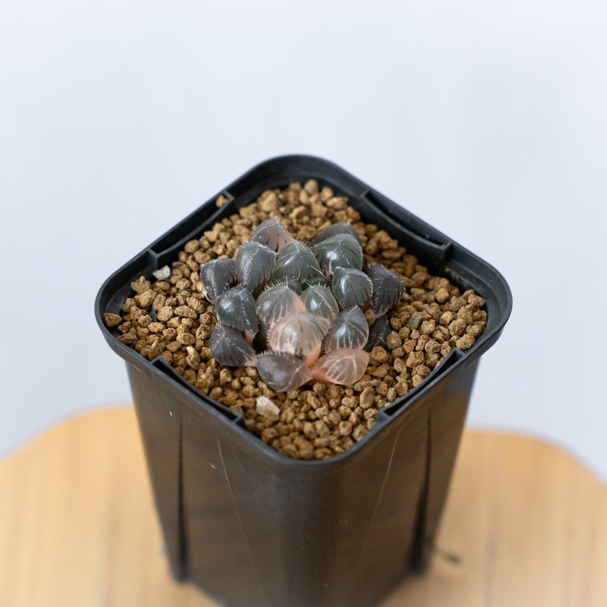 *.ブラックオブツーサ錦 大苗 *. ハオルシア * ハオルチア *多肉植物 * Amazon｜多肉植物 観葉植物 ハオルチア ハオルシア ブラックオブツーサ