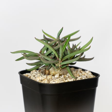 ユーフォルビア キリンドリフォリア トゥビフェラ Euphorbia cylindrifolia var. tubufera 多肉植物 珍奇植物 ANTIDOTE 静岡 通販 S813