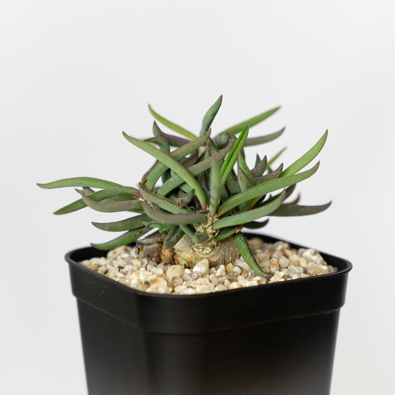 ユーフォルビア キリンドリフォリア トゥビフェラ Euphorbia cylindrifo