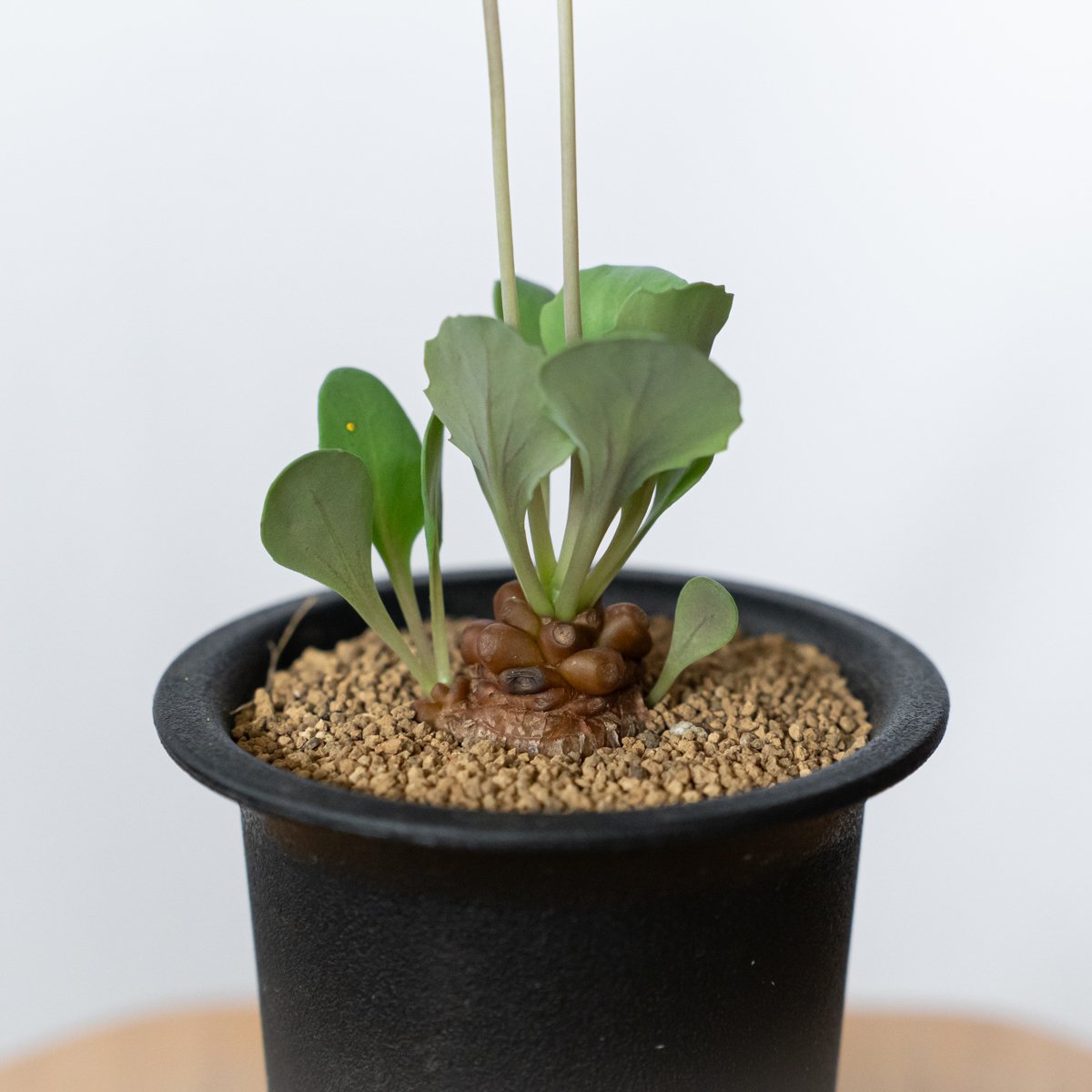 オトンナ ヘレー 実生 Othonna herrei 塊根植物 コーデックス 冬型