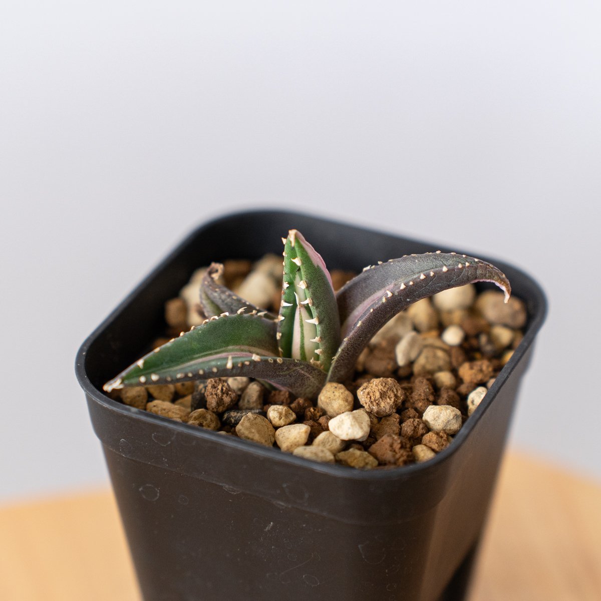 アガベ チタノタ 狼人 白中斑 【発根管理中】Agave titanota Werewolf