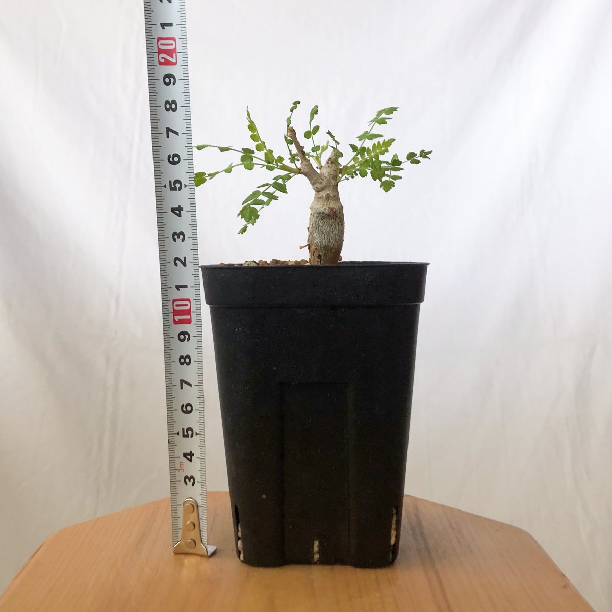 ボスウェリア ネグレクタ 実生 Boswellia neglecta 多肉植物 珍奇植物
