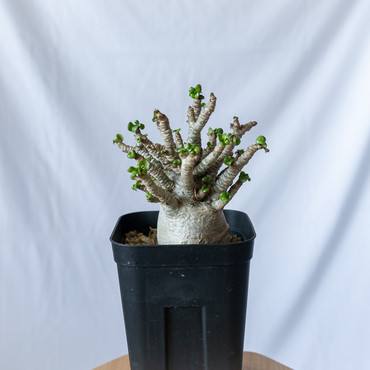 アデニウム ドーセットホーン アラビカム 獅子葉 発根済 D.H.A Adenium