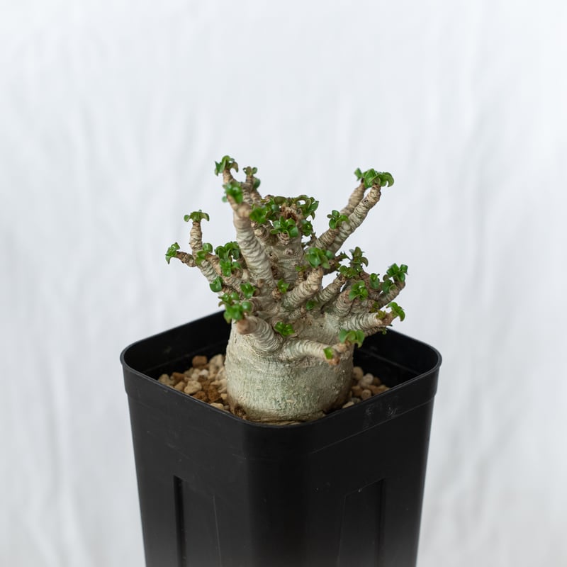 アデニウム アラビカム ドーセットホーン 獅子葉 輸入株 Adenium