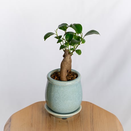 ガジュマル 鉢セット Ficus microcarpa キジムナー 多幸の木 塊根植物 多肉植物 新築祝い 静岡 ANTIDOTE 通販 S1293