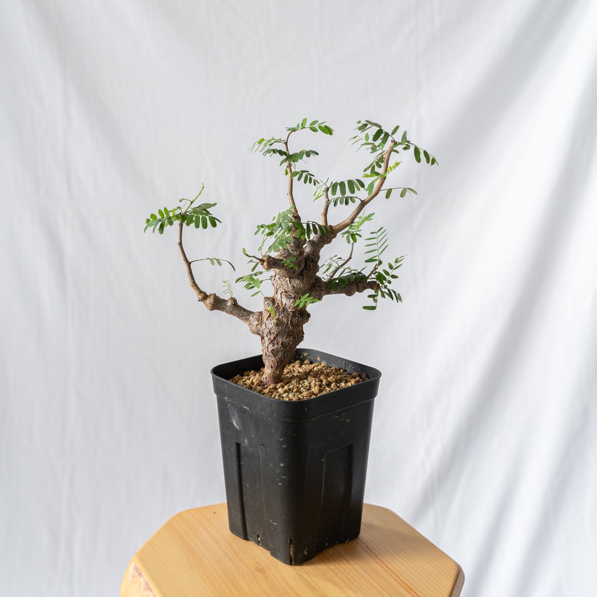 ウィンゾリー グラキリス フォッケア アデニウム センナメリディオナリス センナ メリディオナリス Senna Meridionalis コーデックス 塊根植物