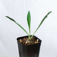 鉄甲丸 ユーフォルビア ブプレウリフォリア 実生 Euphorbia bupleurifolia 多肉植物 珍奇植物 静岡 ANTIDOTE 通販 S1383