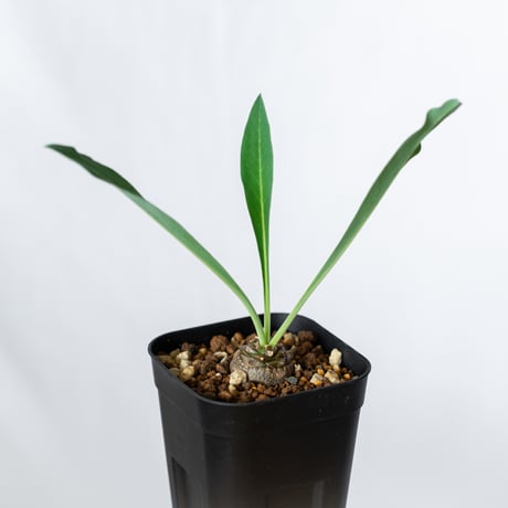 鉄甲丸 ユーフォルビア ブプレウリフォリア 実生 Euphorbia bupleurifolia 多肉植物 珍奇植物 静岡 ANTIDOTE 通販 S1383