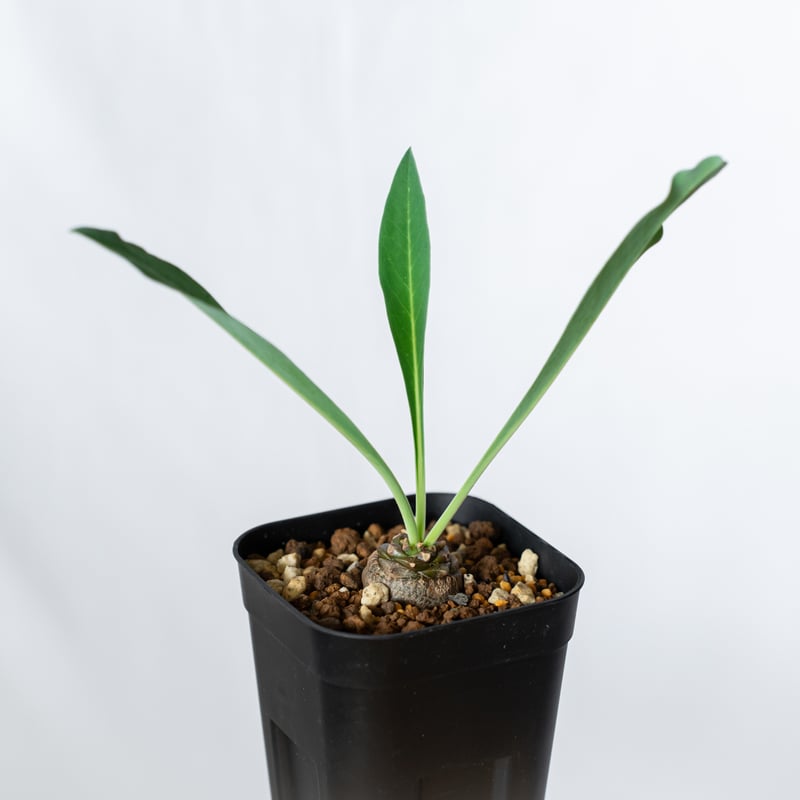 鉄甲丸 ユーフォルビア ブプレウリフォリア 実生 Euphorbia